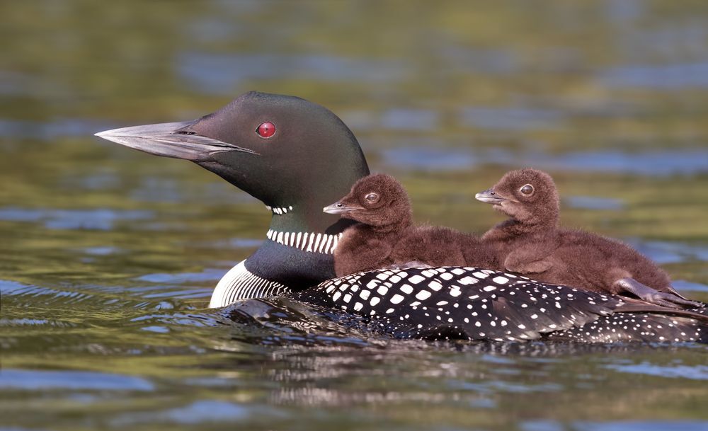 Loon with chicks